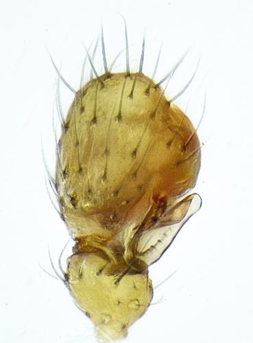 Centromerus phoceorum
